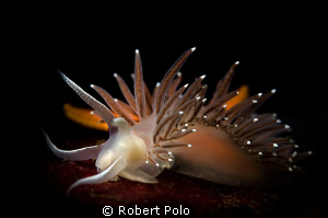 Nudibranch,   nikon 60mm by Robert Polo 